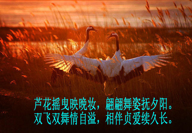 11d82a95669g215.jpg