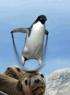 151816209531_613.gif