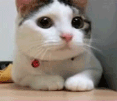 20090613022353110.gif