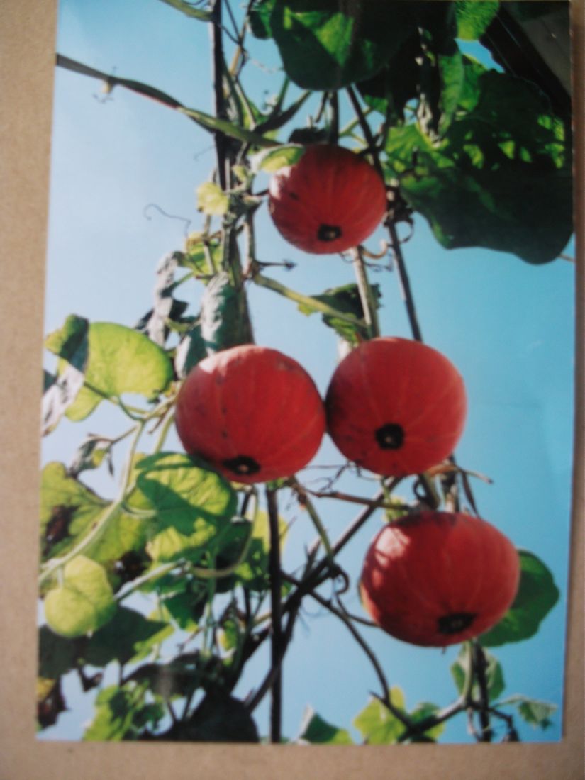 DSCF3067.jpg