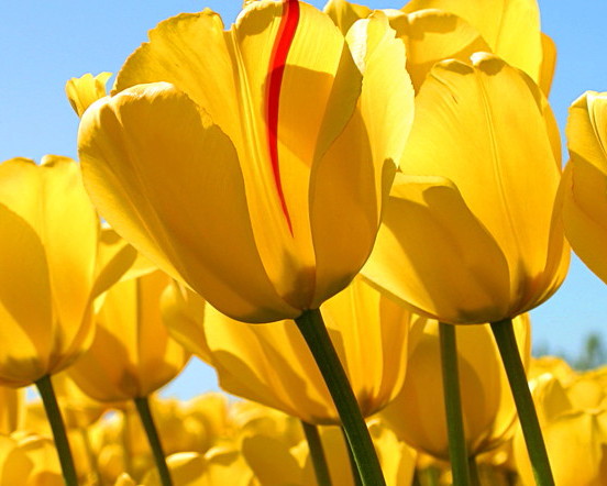 Tulips.jpg