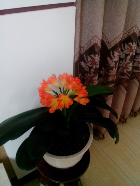 IMG_20130212_195310_conew1.jpg
