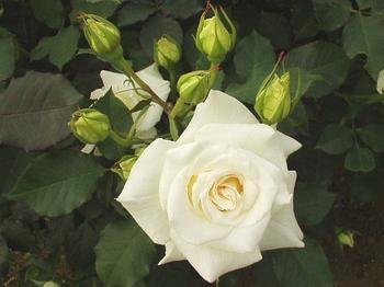 u=2033007360,96204176&fm=23&gp=0.jpg