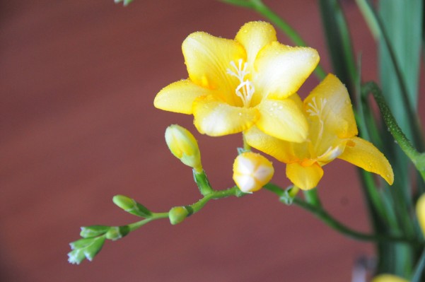DSC_3193_conew2.jpg