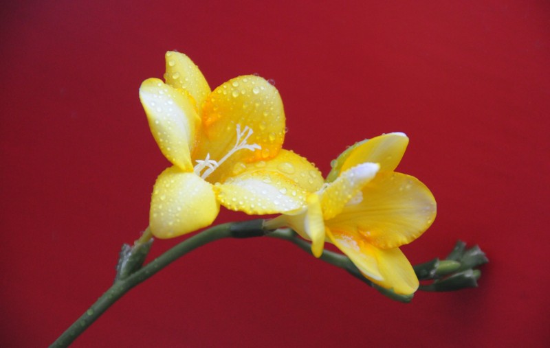 DSC_3209_conew1.jpg