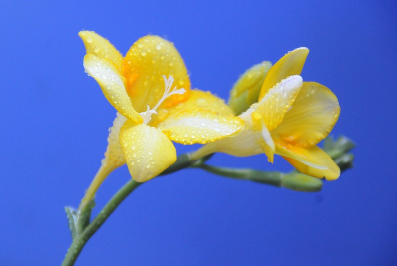 DSC_3207_conew1.jpg