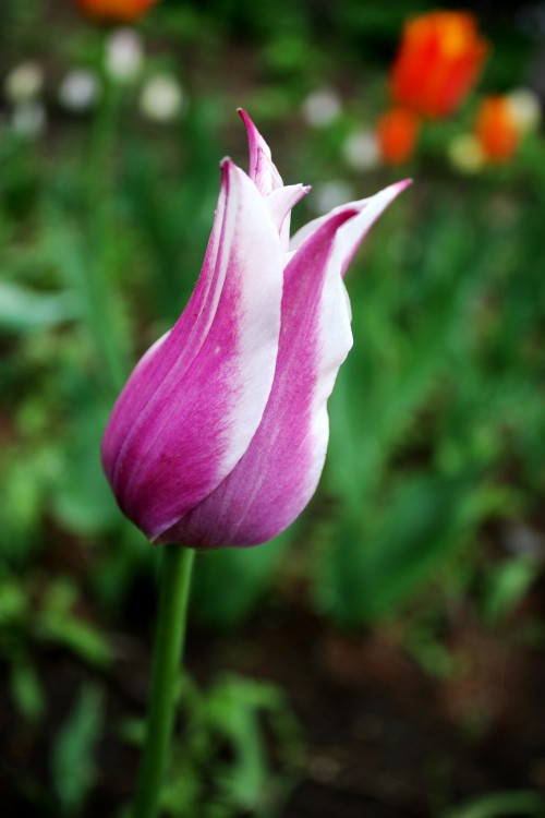 IMG_9515_conew1.jpg