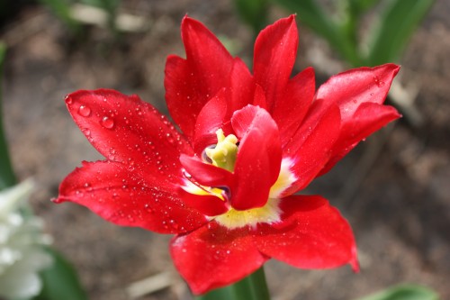 IMG_9033_conew1.jpg
