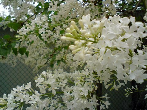 34fae6cd7b899e51f554e43d42a7d933c9950dc5_conew1.jpg