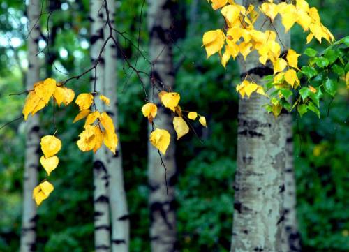 27410_946261_501022_conew1.jpg
