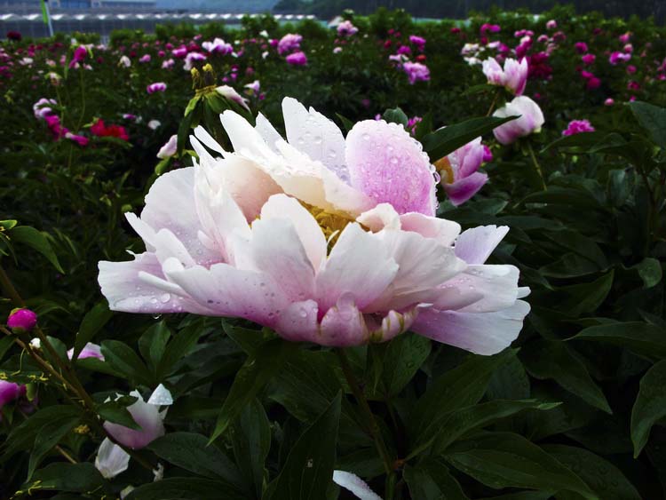 IMG_8211_С.JPG