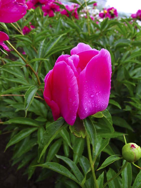 IMG_8224_С.JPG