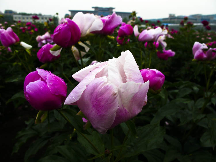 IMG_8225_С.JPG