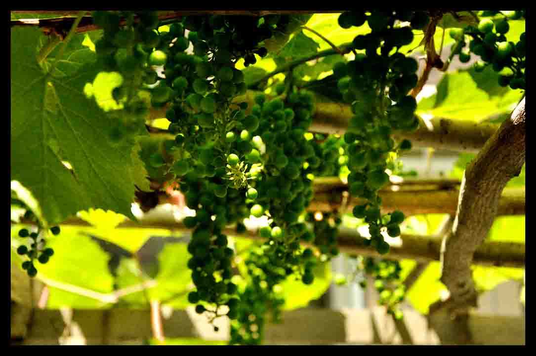 20136 097.jpg