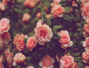 a22c5bb9hcc2bea16489d&690_.gif