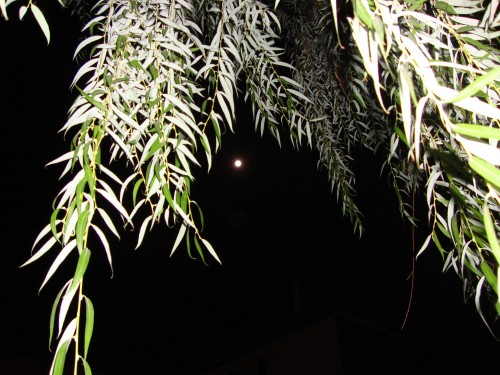 DSC05825_conew2.jpg