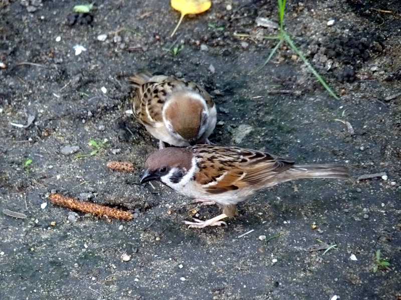 P1260758.jpg