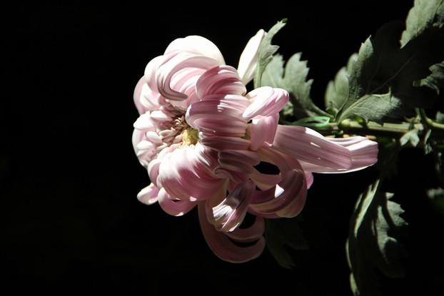 IMG_0701.JPG