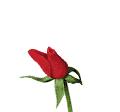 a19.gif