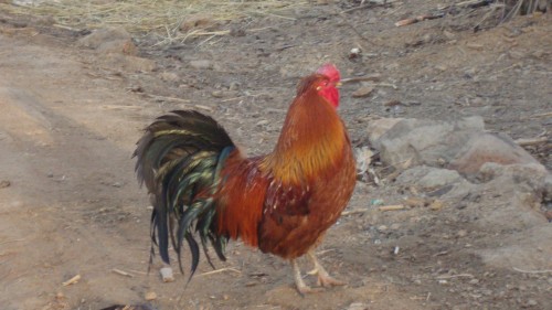 DSC01517_conew1.jpg