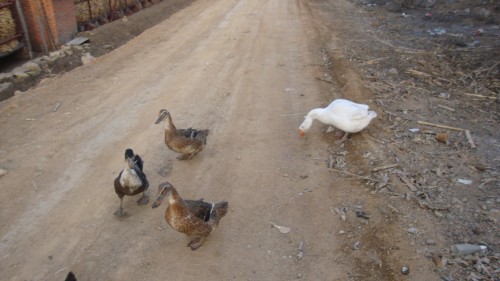 DSC01514_conew1.jpg