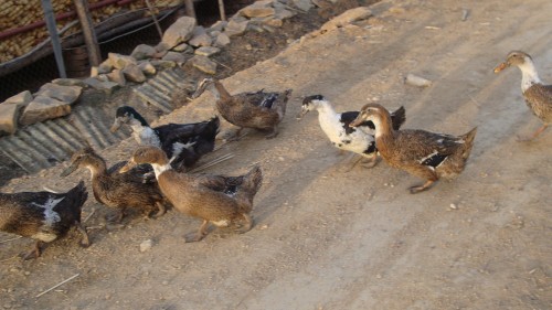 DSC01516_conew1.jpg