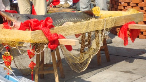DSC02203_conew1.jpg