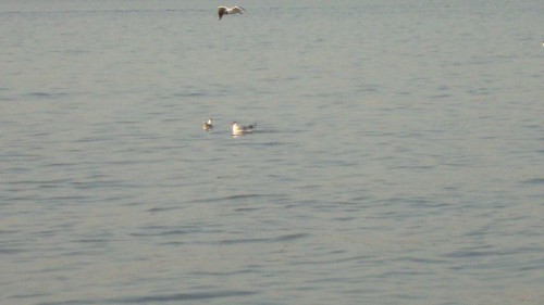 DSC02559_conew1.jpg