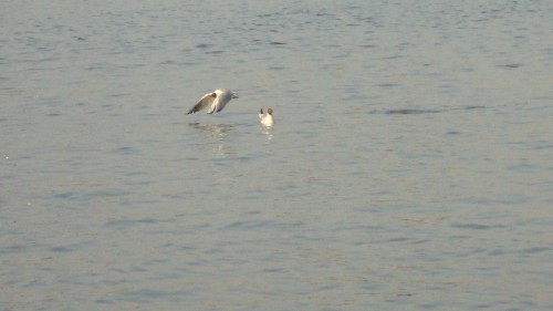 DSC02556_conew1.jpg