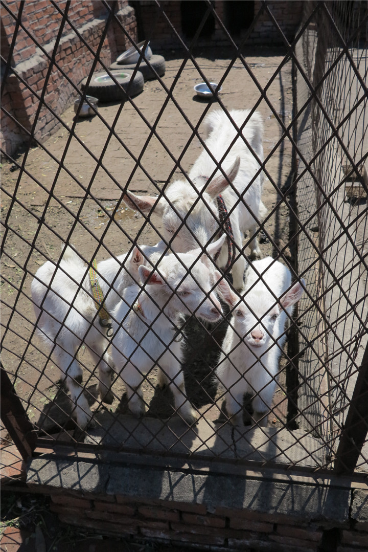 IMG_8746.jpg