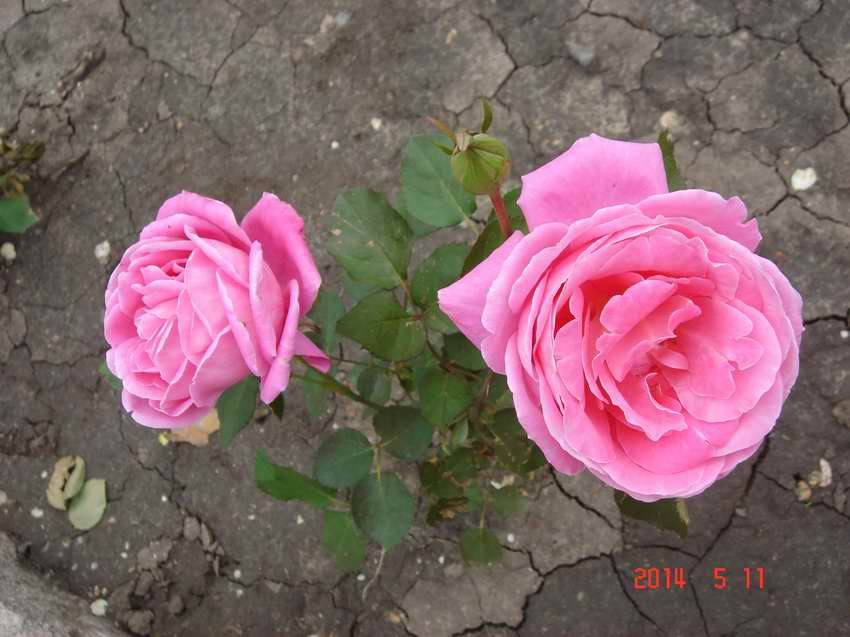  DSC08538.JPG