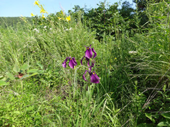 2DSC00196___.jpg