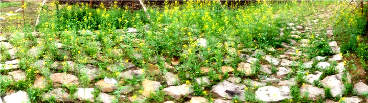 DSCF5440.jpg