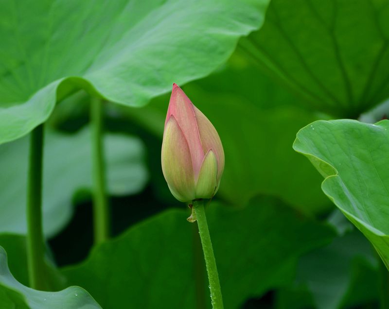 DSC_4882__1.jpg