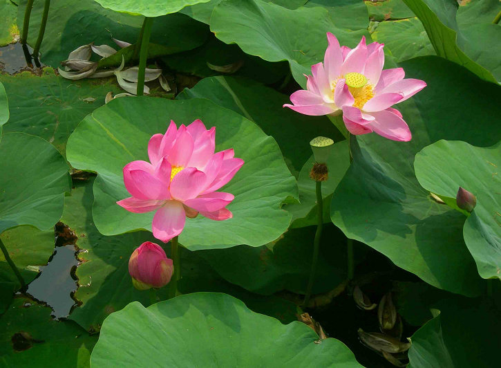 3-DSCN4005-3.jpg