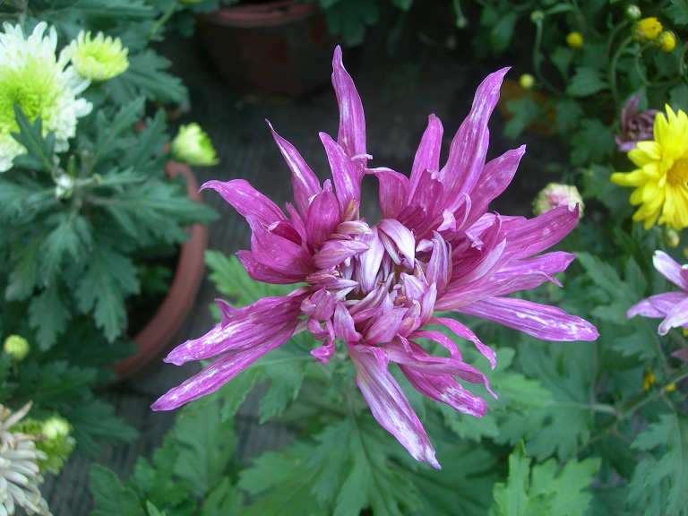 DSCN7548-3.jpg