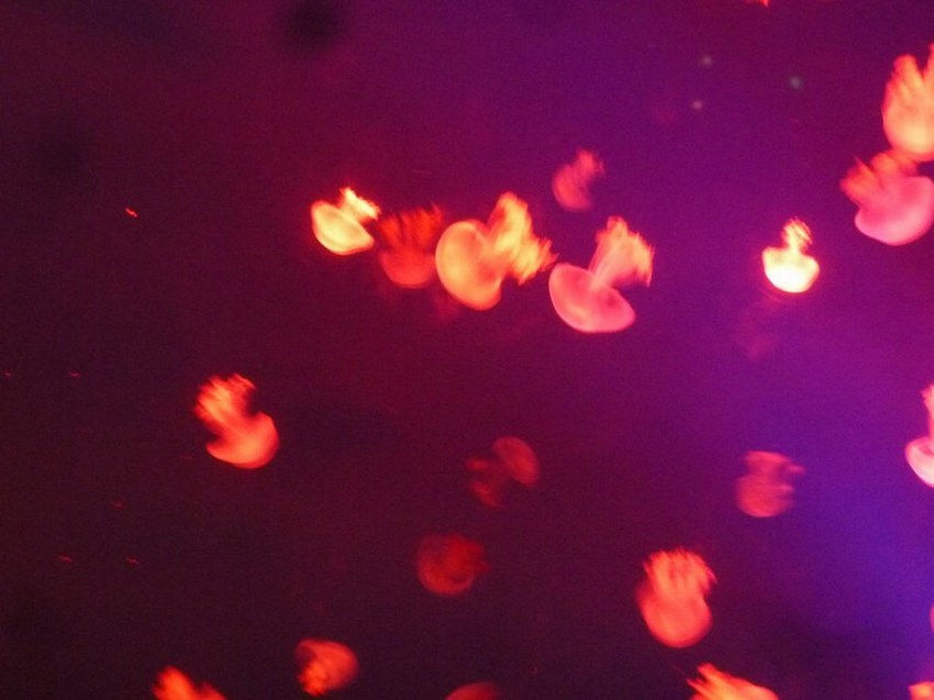 P1090266.JPG