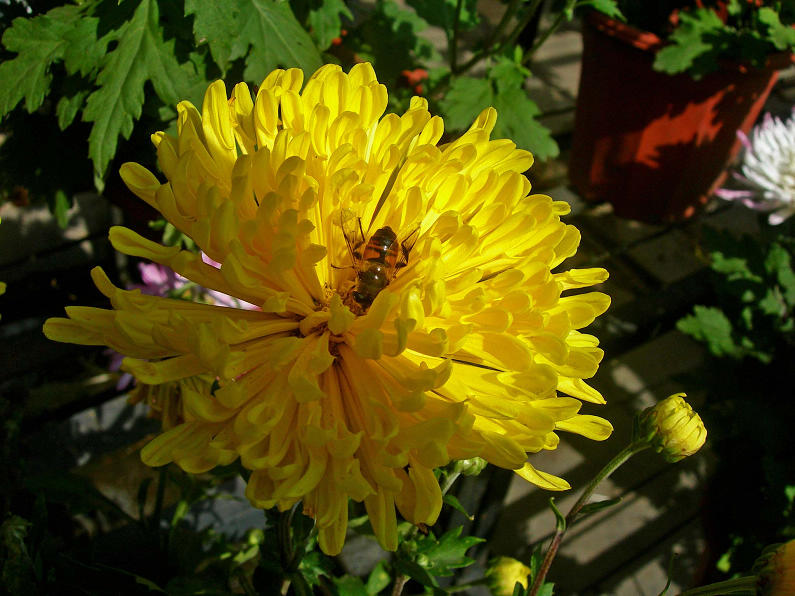 DSCN7200-3.jpg
