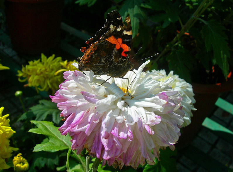 DSCN7228-3.jpg
