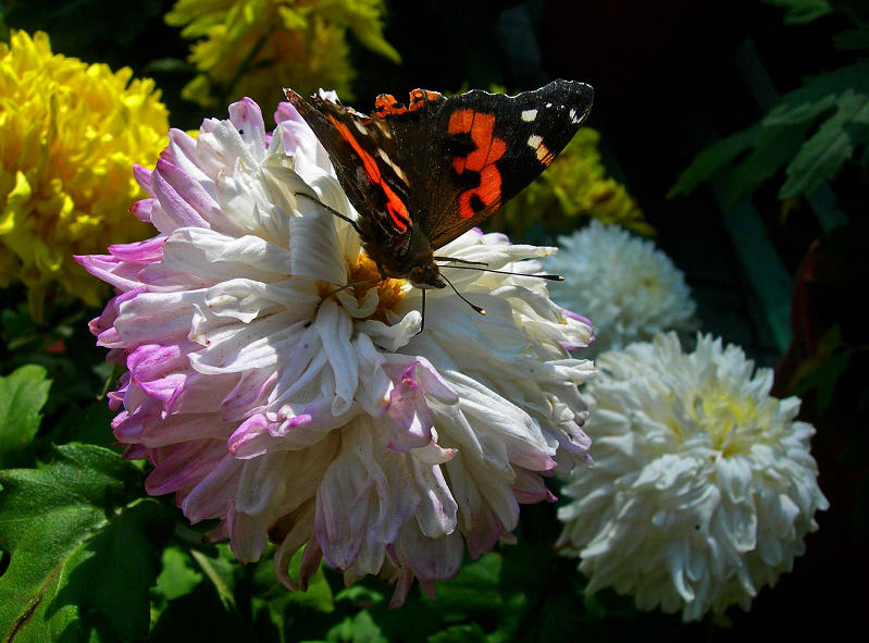 DSCN7237-3.jpg