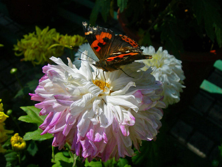 DSCN7253-3.jpg