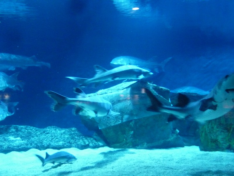P1090223.JPG