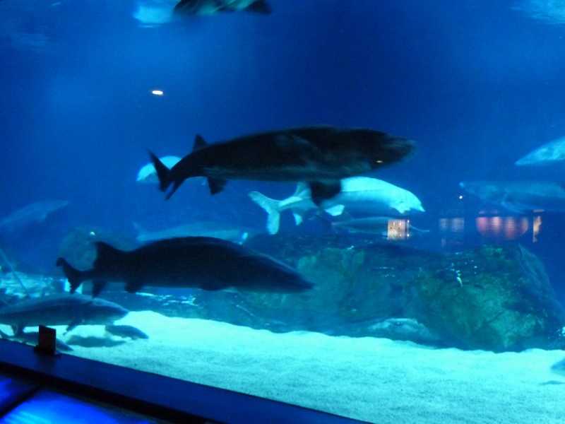 P1090224.JPG