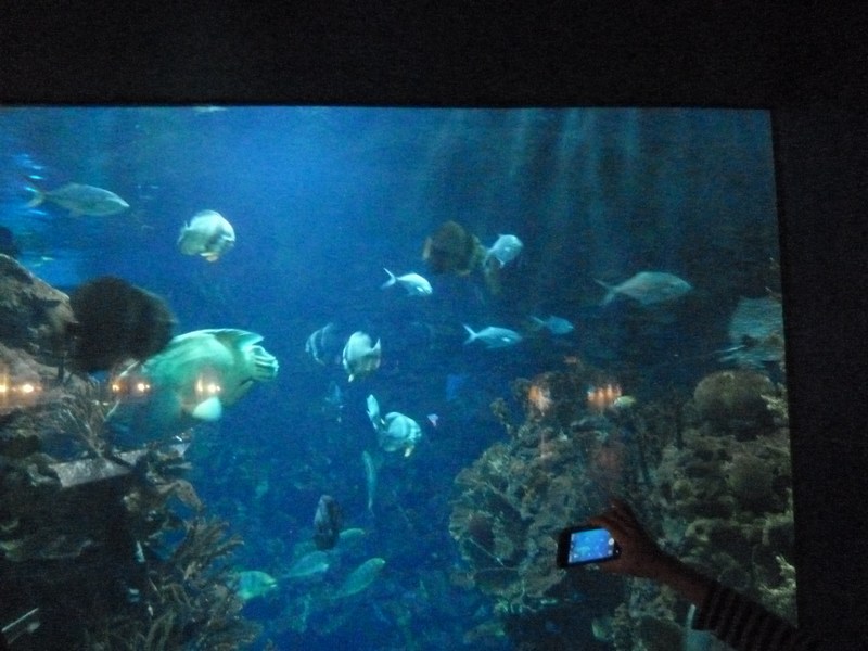 P1090247.JPG