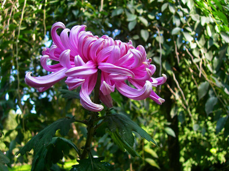 1-DSCN7521-3.jpg