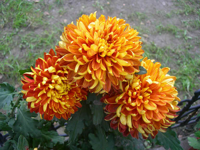 4-DSCN7430-3.jpg