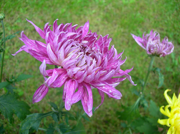 DSCN7366-3.jpg