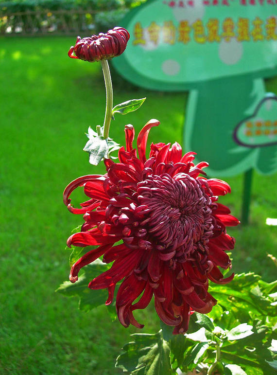 DSCN7528-3.jpg
