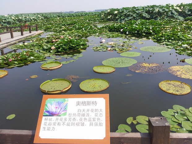 20140827_110652.jpg
