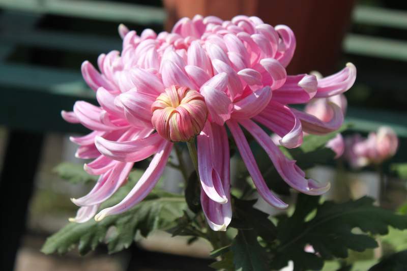 Ƭ 046.jpg